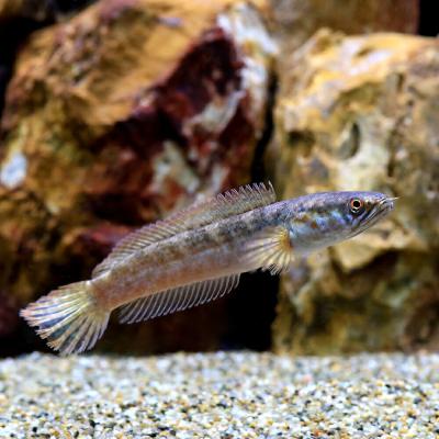 チャンナ 魚の商品一覧 通販 - Yahoo!ショッピング