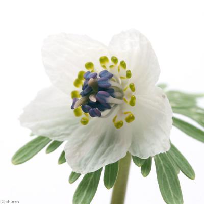 セツブンソウのおすすめ人気商品一覧 通販 - Yahoo!ショッピング