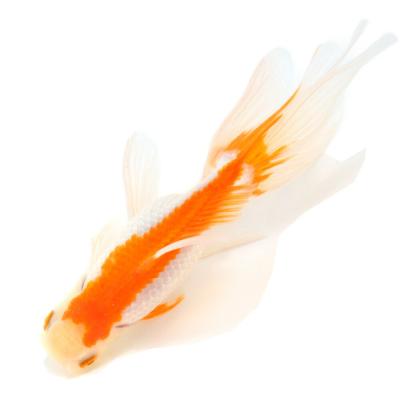 オランダ獅子頭 白のおすすめ人気商品一覧 通販 - Yahoo!ショッピング