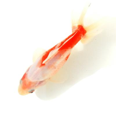 金魚　桜和金　　キラキラ レビューありがとうございました！】埼玉 二才 桜和金（開き尾） #0412