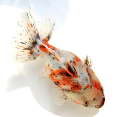 東錦の商品一覧 通販 - Yahoo!ショッピング