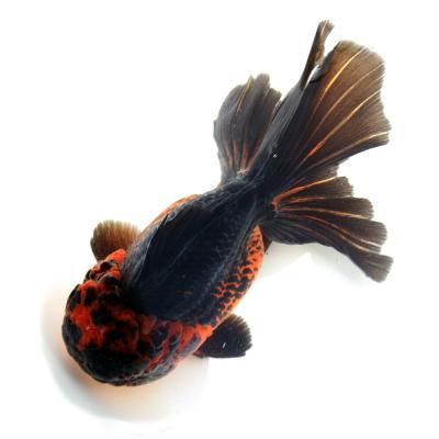 三色オランダ獅子頭（金魚）｜観賞魚生体｜熱帯魚、アクアリウム用品