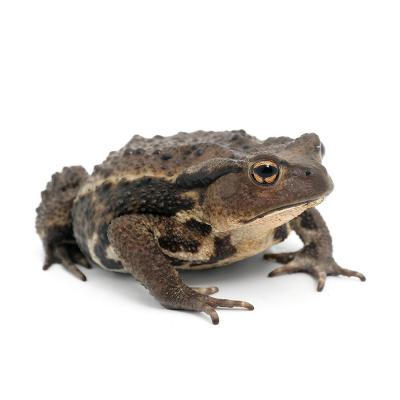 アズマヒキガエル ペア ビッグサイズ 巨大アズマヒキガエル Giant Japanese Common Toad！ #ヒキガエル