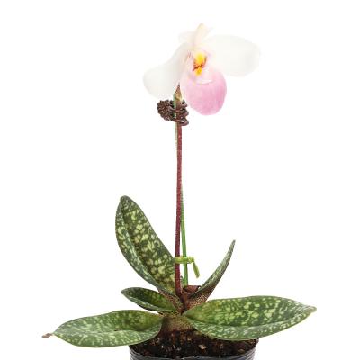 洋ラン 洋蘭（花の苗）｜苗 | 花、ガーデニング のおすすめ人気商品