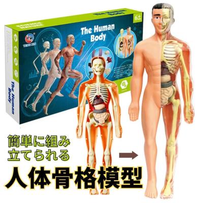 筋肉骨格模型の商品一覧 通販 - Yahoo!ショッピング 筋肉骨格模型の商品一覧 通販 - Yahoo!ショッピング