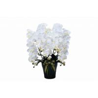 《アートフラワー》《人工観葉植物》光触媒　光の楽園　ロイヤル胡蝶蘭５本立W | クローバープレイン