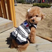 スターウォーズ 服 犬 イウォーク ペット コスプレ ディズニー コスチューム 犬の 年賀状 戌年 アカムスyahoo 店 通販 Yahoo ショッピング