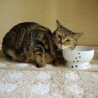 猫壱 ハッピーダイニング 脚付ウォーターボウル 猫柄 滑り止めシリコン付属 | cocoatta