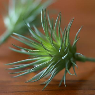 超希少❗️縞模様❗️サイズ特大❗️チランジア　ヒルダエ✨ チランジアヒルダエのおすすめ人気商品一覧 通販 - Yahoo!ショッピング