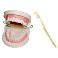 歯列模型 歯の模型 歯 歯磨き指導 模型 おもちゃ 歯模型 実物大 180度 開閉式 歯ブラシセット cmyselect | CompactMart