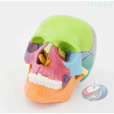 頭蓋骨 模型 分解のおすすめ人気商品一覧 通販 - Yahoo!ショッピング