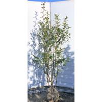 お茶の木（チャノキ）「ヤブキタチャ」の苗木 :UK-kaboku-132:花育通販 