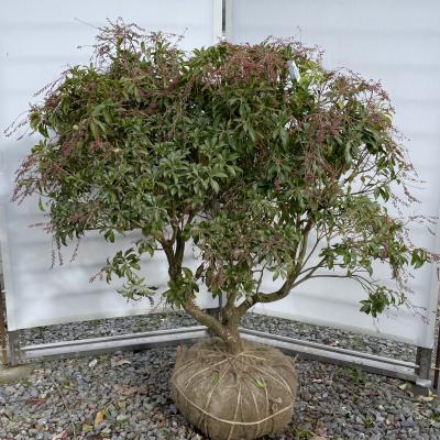 アセビ苗木 赤 超大株 アセビ苗木 赤 超大株