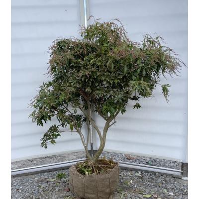 バツグン！山採りアセビ株。 バツグン！山採りアセビ株。