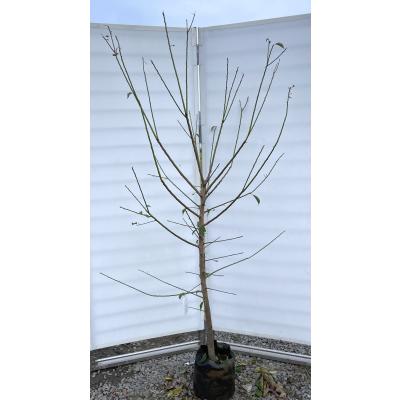 紅梅苗木(苗木、植木)の商品一覧 | 花、ガーデニング 通販 紅梅苗木(苗木、植木)の商品一覧 | 花、ガーデニング 通販