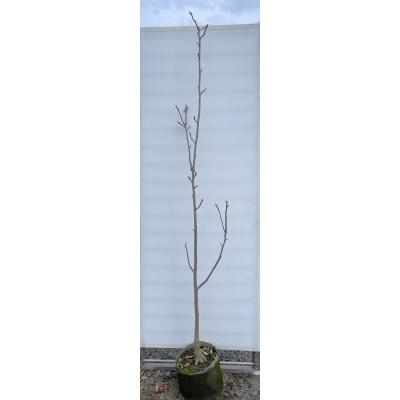 紫木蓮（苗木、植木） | 花、ガーデニング のおすすめ人気商品一覧