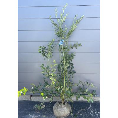 ブルーベリー　ブライトウェル　９年生苗木 ブライトウェル ブルーベリー 苗のおすすめ人気商品一覧 通販 - Yahoo