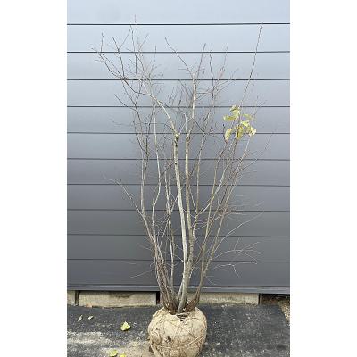 ジューンベリー(果樹の苗、苗木)の商品一覧|苗木、植木 | 花 ジューンベリー(果樹の苗、苗木)の商品一覧|苗木、植木 | 花