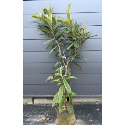 種苗登録ビワの木 BN21号 約1.5m 現品発送 特大植木苗木 大苗 種苗登録ビワの木 BN21号 約1.5m 現品発送 特大植木苗木 大苗