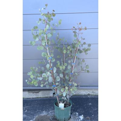 ユーカリ ポポラス(苗木、植木)の商品一覧 | 花、ガーデニング ユーカリ ポポラス(苗木、植木)の商品一覧 | 花、ガーデニング