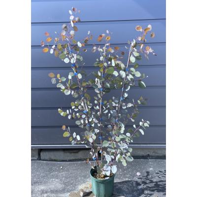 ユーカリ ポポラス(苗木、植木)の商品一覧 | 花、ガーデニング ユーカリ ポポラス(苗木、植木)の商品一覧 | 花、ガーデニング