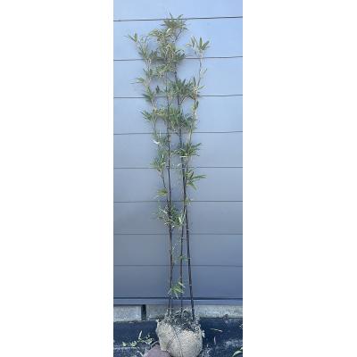 黒竹 苗(苗木、植木)の商品一覧 | 花、ガーデニング 通販 黒竹 苗(苗木、植木)の商品一覧 | 花、ガーデニング 通販