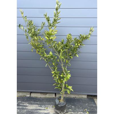 無農薬 青島蜜柑の苗木 特大株 果樹 無農薬 青島蜜柑の苗木 特大株 果樹