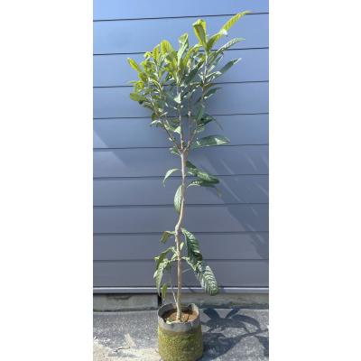 びわ 苗木(果樹の苗、苗木)の商品一覧|苗木、植木 | 花 びわ 苗木(果樹の苗、苗木)の商品一覧|苗木、植木 | 花