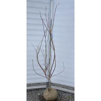 ブルーベリー 苗木 チャンドラー(苗木、植木)の商品一覧 | 花 ブルーベリー 苗木 チャンドラー(苗木、植木)の商品一覧 | 花
