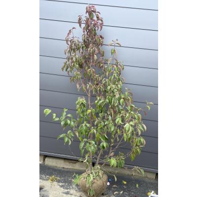 ヤマボウシ 株立ち(苗木、植木)の商品一覧 | 花、ガーデニング ヤマボウシ 株立ち(苗木、植木)の商品一覧 | 花、ガーデニング