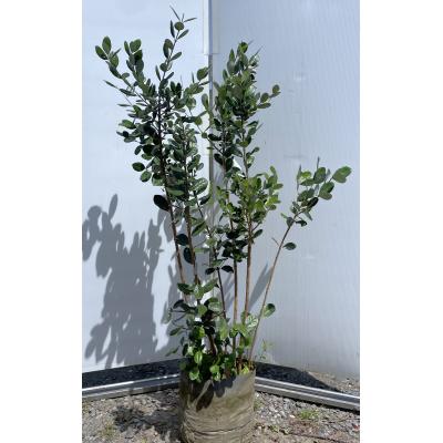 フェイジョア(常緑樹の植木、庭木)の商品一覧|苗木、植木 フェイジョア(常緑樹の植木、庭木)の商品一覧|苗木、植木