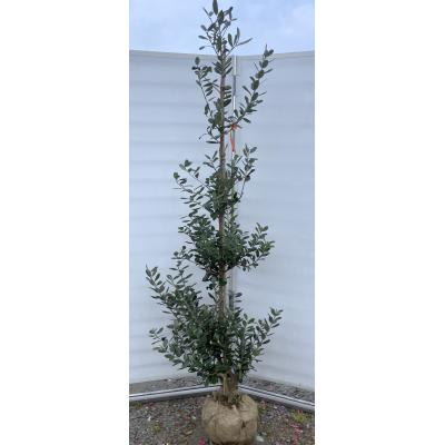 フェイジョア(常緑樹の植木、庭木)の商品一覧|苗木、植木 フェイジョア(常緑樹の植木、庭木)の商品一覧|苗木、植木