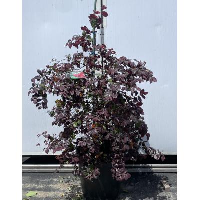ベニバナトキワマンサク 生垣（花、ガーデニング）の商品一覧 通販
