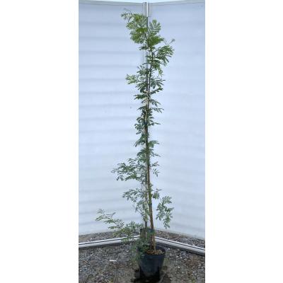 大福樹苗園 - ミモザ・アカシア類｜Yahoo!ショッピング