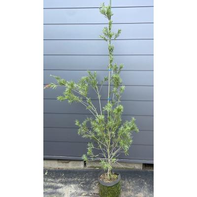 ブラシノキ 鉢植え 常緑樹 観葉植物　引取り限定　2本セット ブラシノキ（常緑樹の植木、庭木）｜苗木、植木 | 花、ガーデニング の