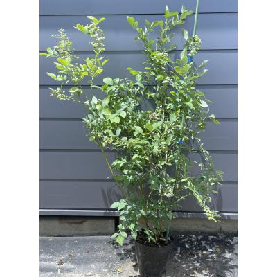 ブライトウェル ブルーベリー 苗のおすすめ人気商品一覧 通販 - Yahoo