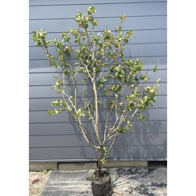 サルスベリのおすすめ人気商品一覧 通販 - Yahoo!ショッピング