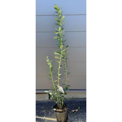 ブルーベリー ミスティ（果樹の苗、苗木）｜苗木、植木 | 花
