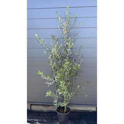 オリーブの木 ミッション（果樹の苗、苗木）｜苗木、植木 | 花 