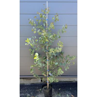 ユーカリ ポポラス苗 190㎝❗ 大型10号 優良株 ❗爽やかシルバー