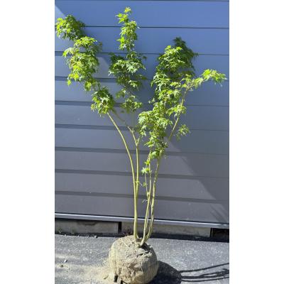 イロハモミジ 株立ちのおすすめ人気商品一覧 通販 - Yahoo