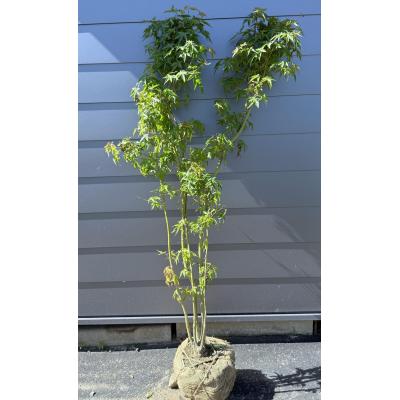価値ある　本株立ち　イロハモミジ イロハモミジ 株立ちのおすすめ人気商品一覧 通販 - Yahoo