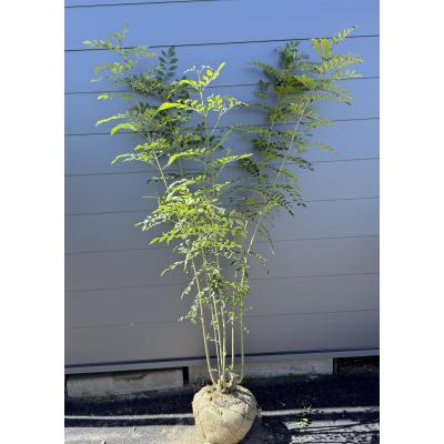 シマトネリコ 株立ちのおすすめ人気商品一覧 通販 - Yahoo