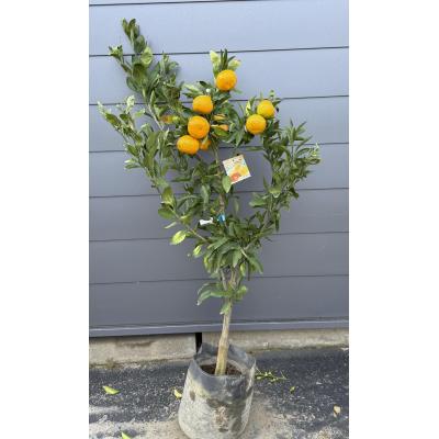 みかんの木（果樹の苗、苗木）｜苗木、植木 | 花、ガーデニング の