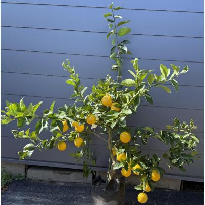 大福樹苗園 - レモンの木・ライムの木｜Yahoo!ショッピング