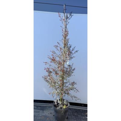 大福樹苗園 - ティーツリー・メラレウカ｜Yahoo!ショッピング