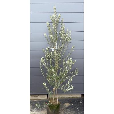 2mオリーブの木（苗木、植木） | 花、ガーデニング のおすすめ人気商品