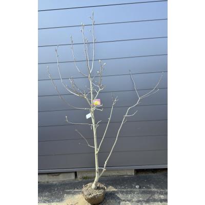 モクレン（苗木、植木） | 花、ガーデニング の商品一覧 通販 - Yahoo