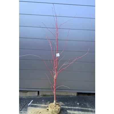 サンゴカクモミジ（落葉樹の植木、庭木）｜苗木、植木 | 花