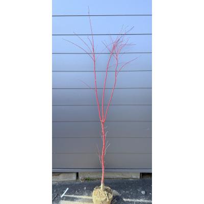 サンゴカクモミジ（苗木、植木） | 花、ガーデニング のおすすめ人気